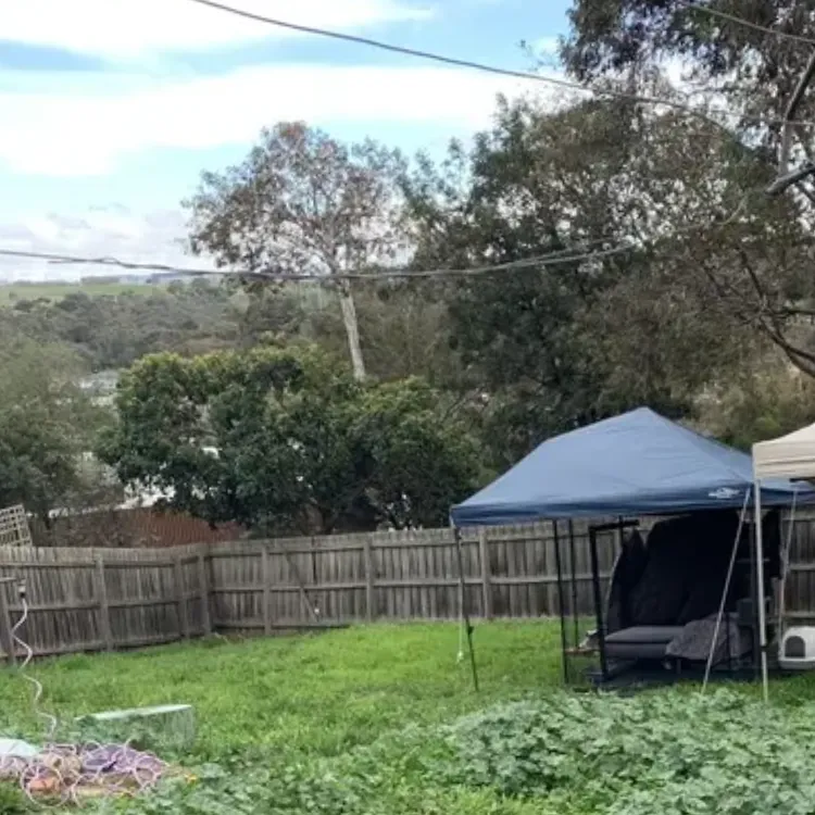 An overgrown backyard with long grass and weeds around a clothesline
