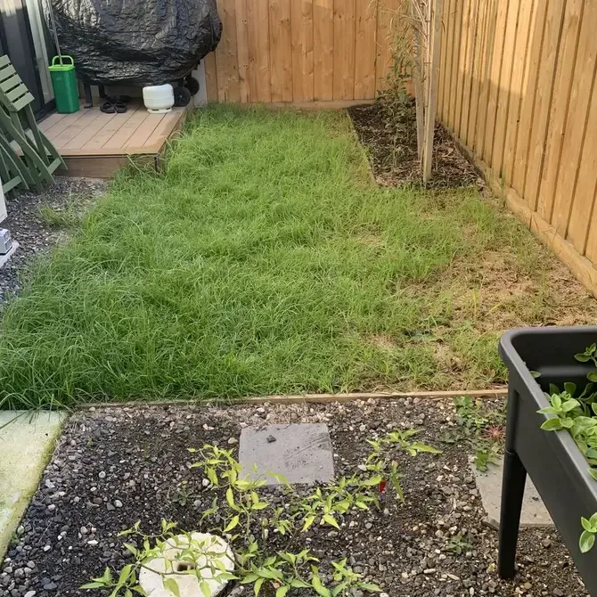 A small townhouse courtyard with long grass along a timber fence