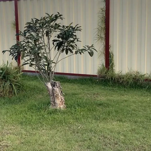 A small tree growing out of a cut stump in the middle of a lawn