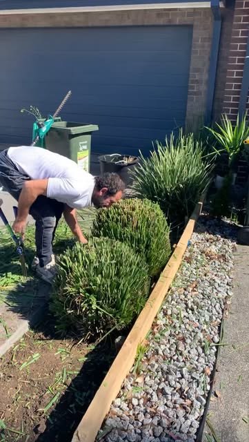 A worker lifting shrubs into a timber edged garden bed beside a gravel strip