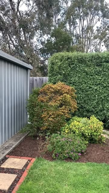 A side garden with a shaped conifer and fresh mulch