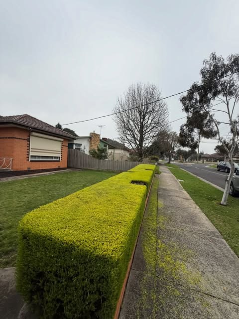 A long hedge running along a suburban footpath cut square and level