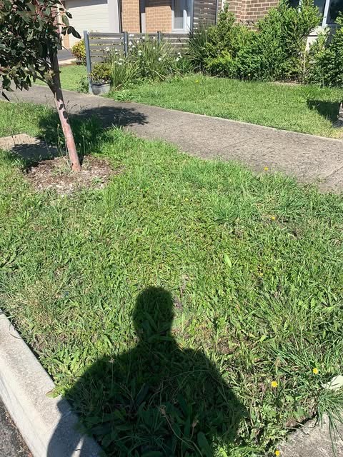 A sunny front lawn and nature strip either side of a concrete path