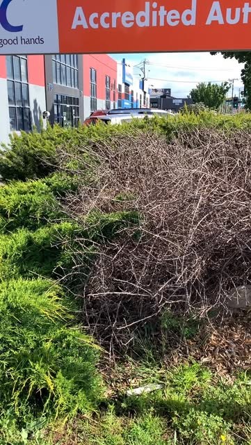 A dense overgrown shrub bed alongside a commercial car park before clearing