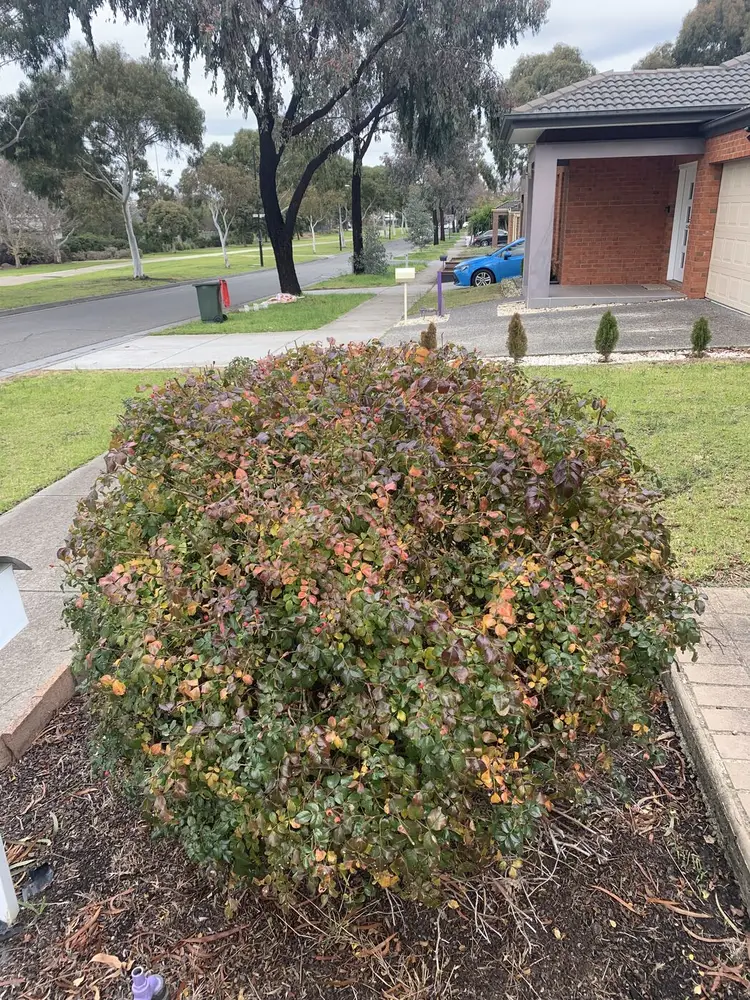 A round flowering shrub clipped into a neat dome in a front garden bed